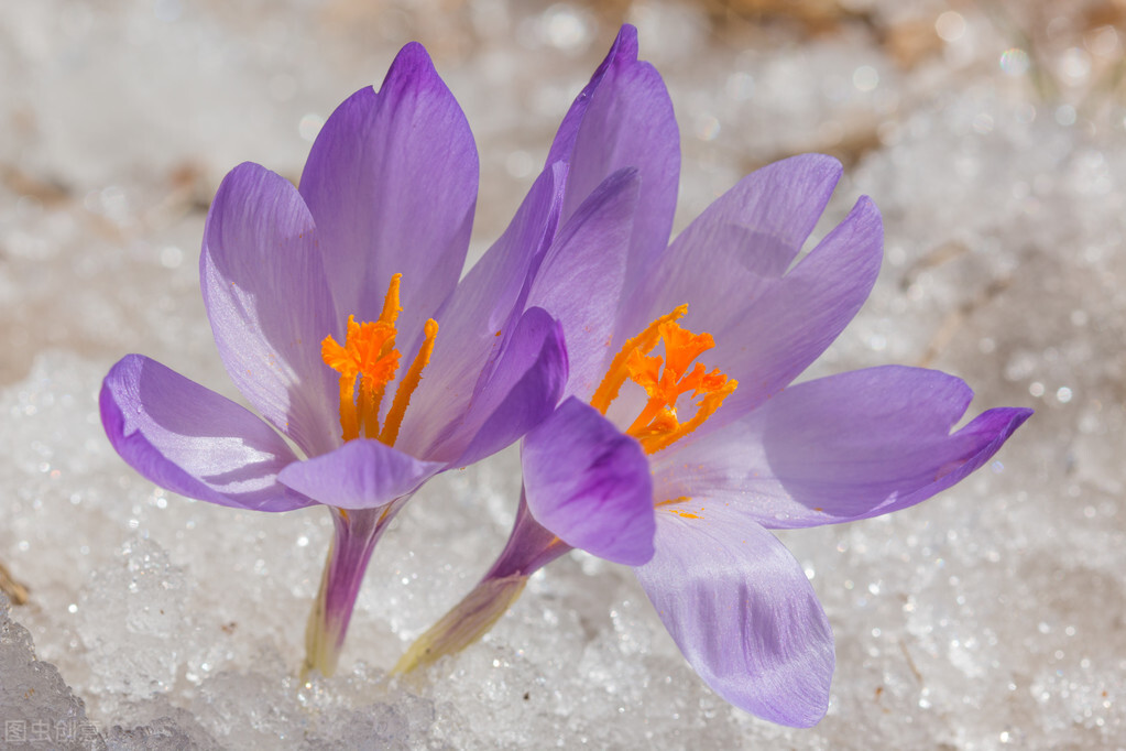 俗语“好汉不吃眼前亏”的下一句更精彩，更发人深省