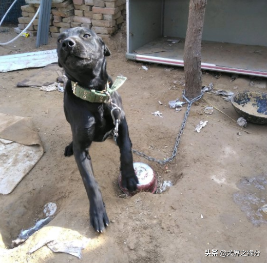 唯一走出国门的中华狼犬，被称为“黑夜游龙”，被欧美人追捧