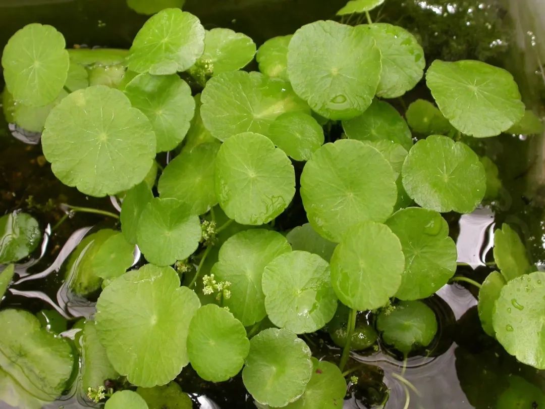 耐水湿植物有哪些（盘点7种最爱水的盆栽绿植）