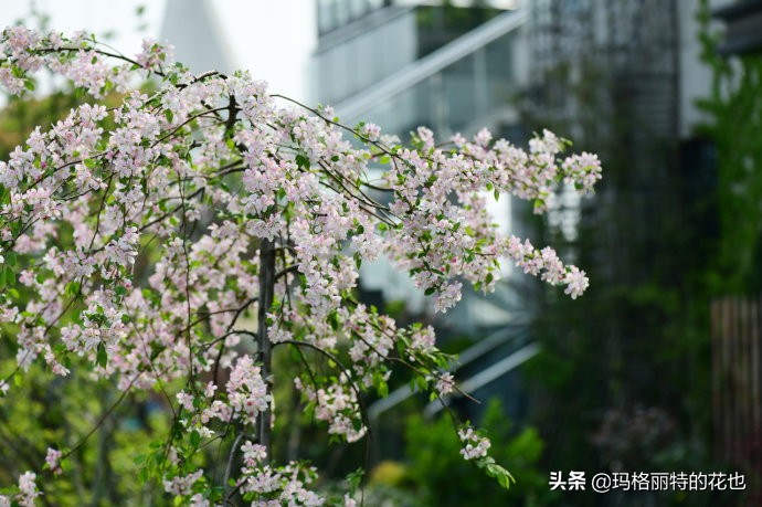 你的花园，或许需要一棵镇宅树 | 植物笔记