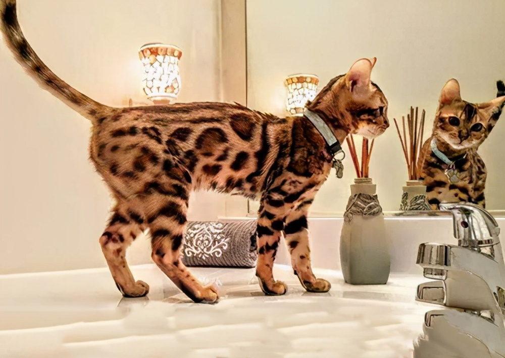 孟加拉豹猫：一种很多人想养，却养不起的猫，除非你有矿