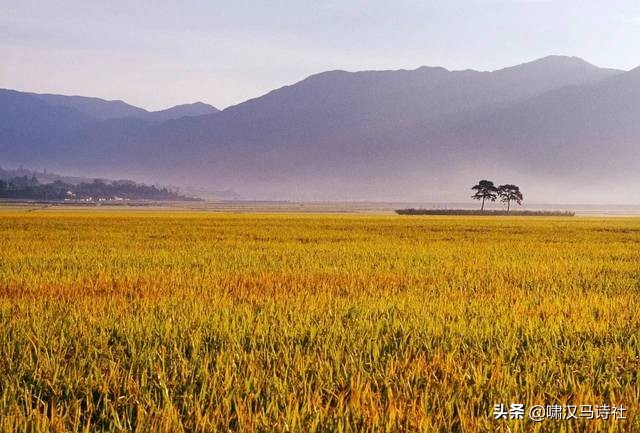 几缕荷香浮夏末，一檐风雨动秋声--啸汉马诗社社课雅集第十五辑