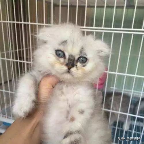 铲屎官必读：猫癣的家庭诊断与用药指南