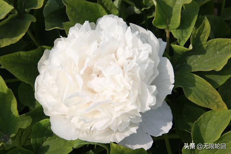 唯有牡丹真国色：10首最经典的牡丹花诗词