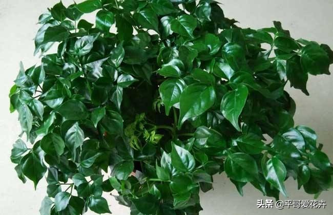 幸福树掉叶子怎么办？教你“5招”小技巧，叶片翠绿、再也不掉叶