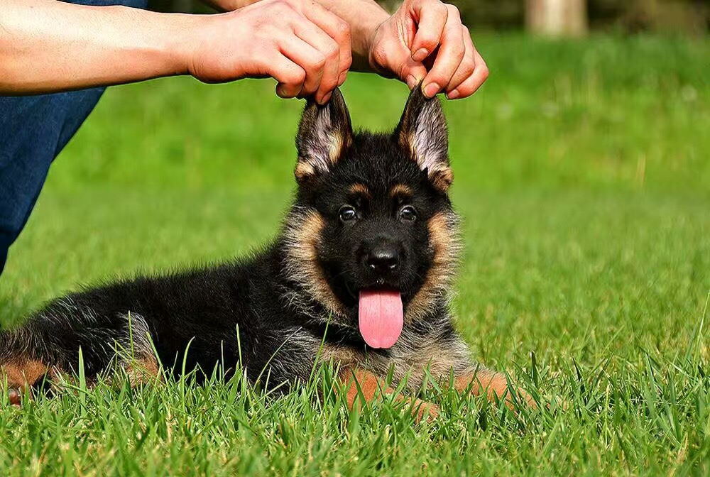 护卫犬德牧，新手怎么养？