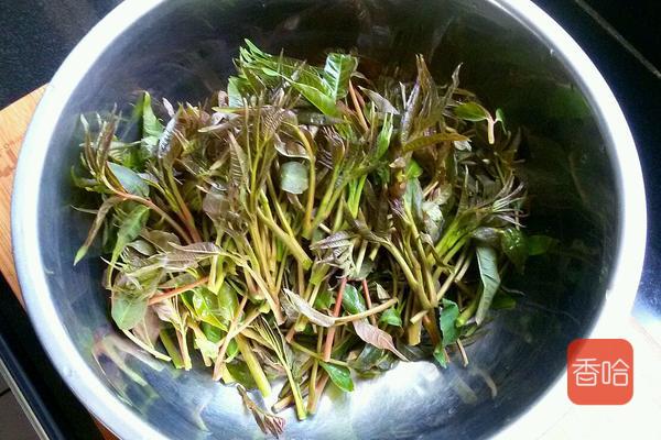 怎么腌香椿芽咸菜（​3勺油一把盐这样腌的香椿芽爽脆）