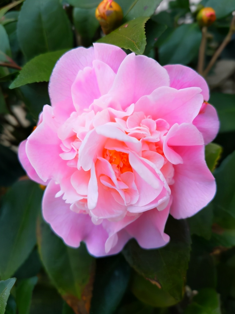 香茶花品种图片名称大全(盘点3种芬芳扑鼻的香茶花)