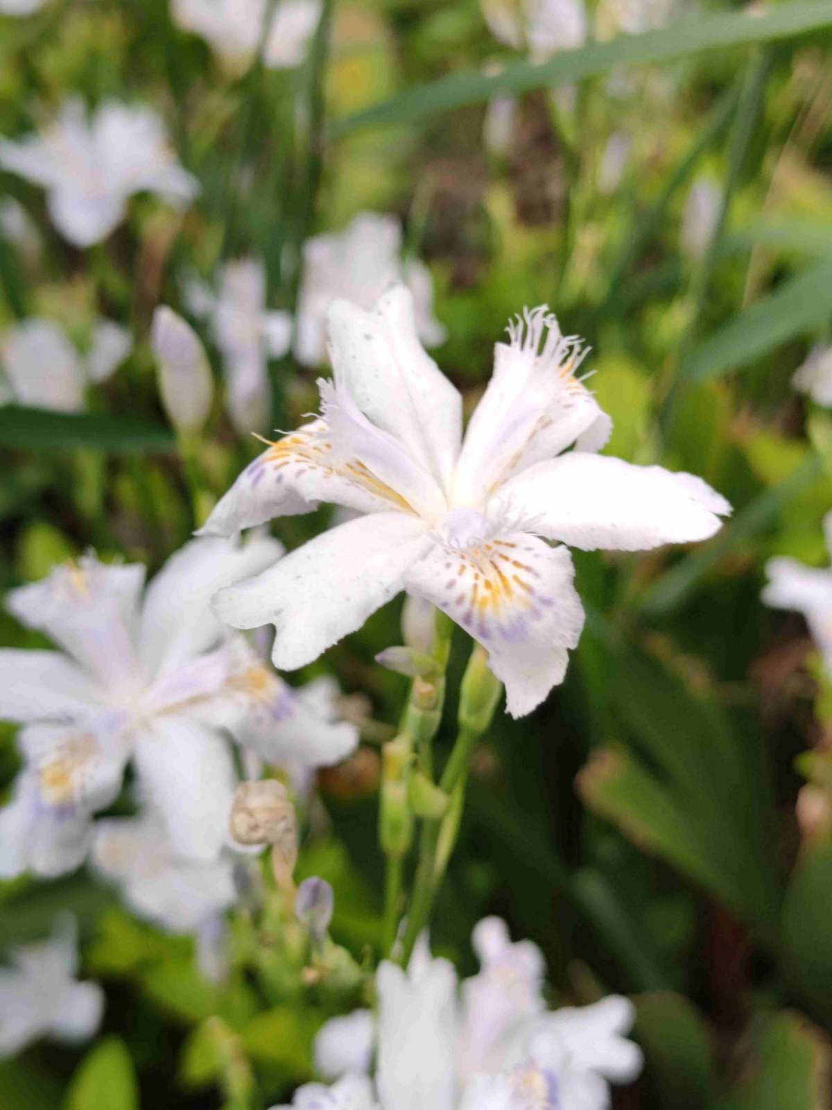 常见100种花卉图片（100种常见花图鉴非常详细）