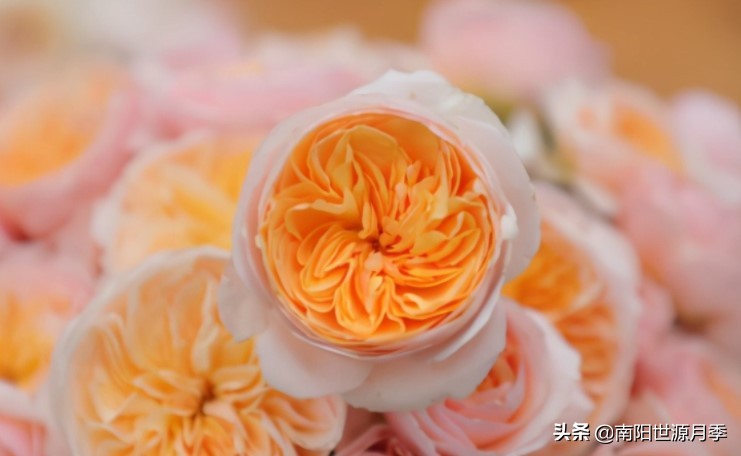 莫奈月季的优缺点（强烈推荐8款月季耐热耐晒）