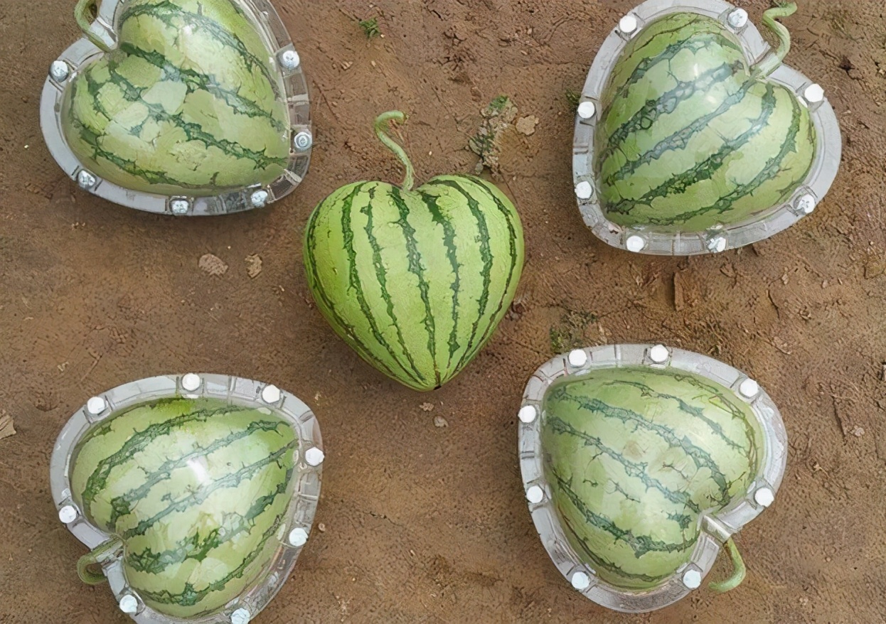 二手方形西瓜模具价格8年前很火的