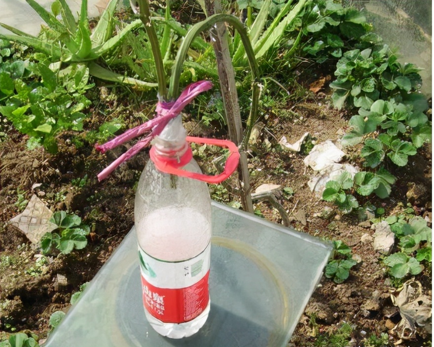 秋天的丝瓜藤别砍掉了,它的汁水1斤卖百元,俗称"美人水"