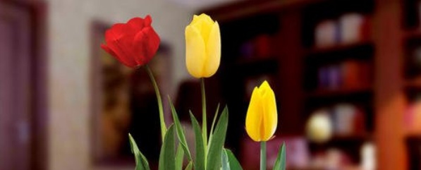 郁金香鲜花养护方法（郁金香的养殖与管理）
