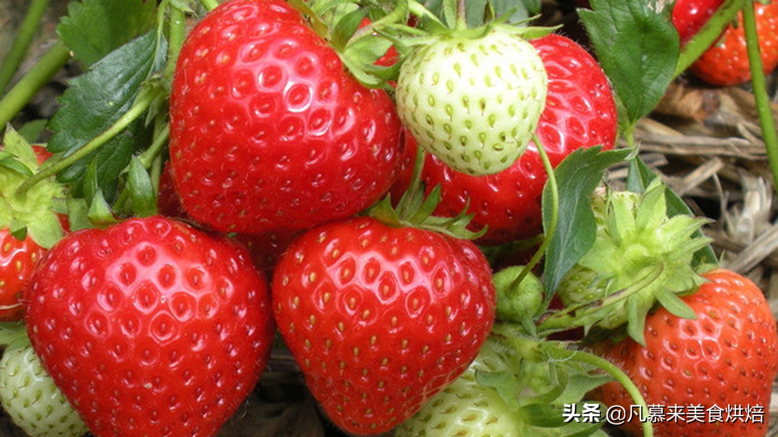 24种常见草莓品种，中国20大草莓产地？哪里的草莓最好吃？