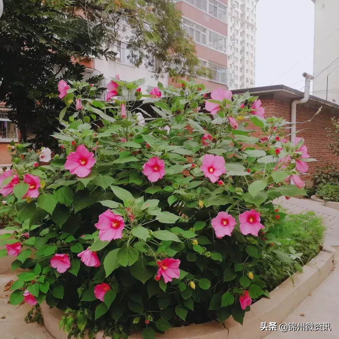 锦州实验学校三年小同学的一封信！凌河区小街小巷大变样