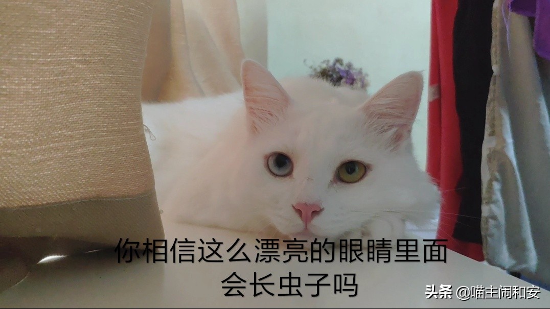 猫眼睛红肿眼屎增多是眼部炎症？及时确诊，有可能是眼线虫惹的祸