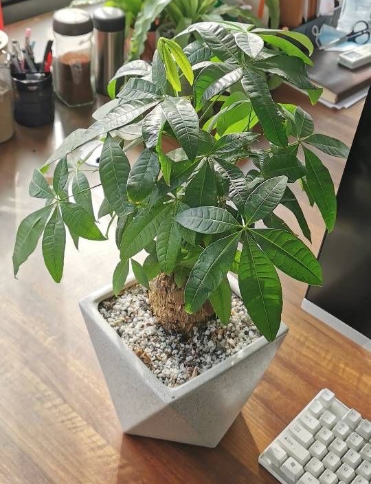 发财树究竟怎么养比较好科普