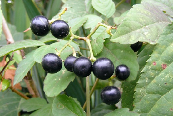 这份野果采摘指南送您,您吃过几种?