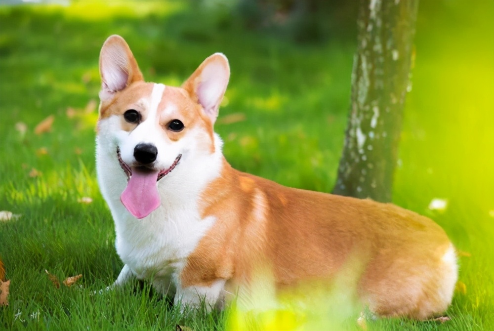 让我告诉你,一只纯种的“柯基犬”大概多少钱,别买贵了