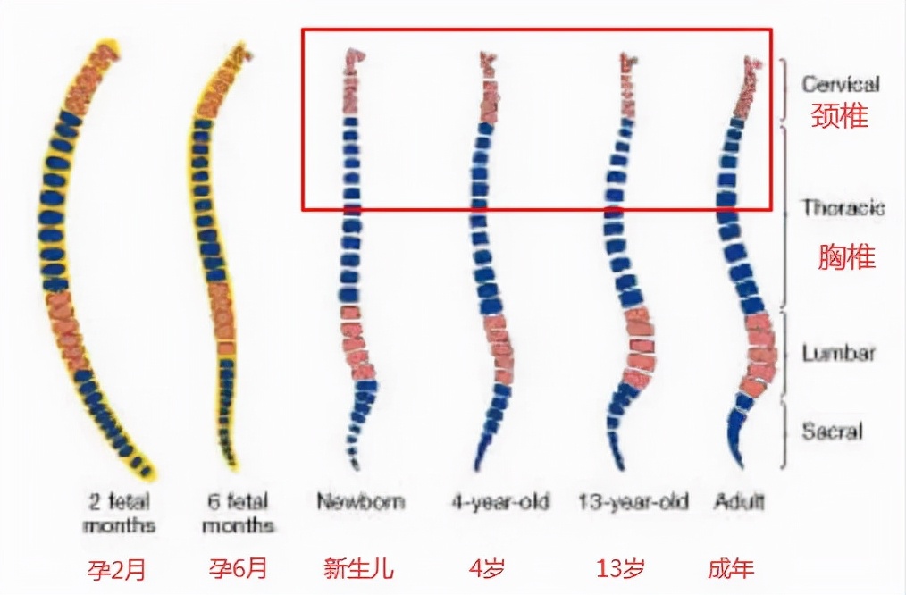 宝宝多大可以用枕头？这个判断标准一定要掌握