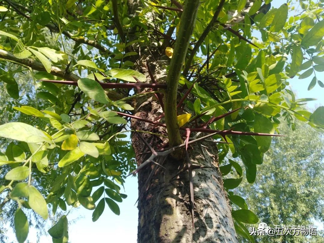 卿本佳人,为何有刺?