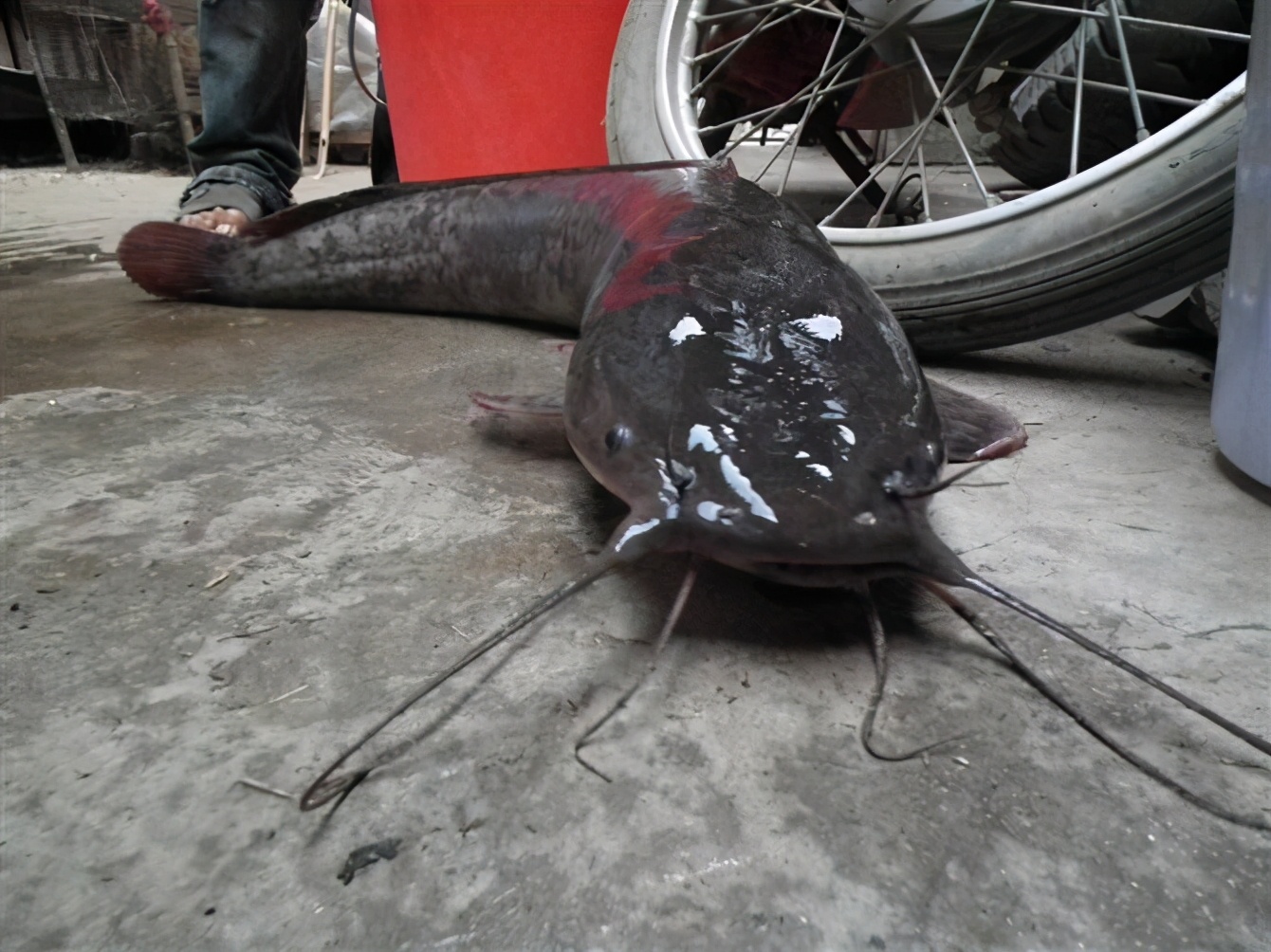 我觉得很好养也好吃?鲶鱼很脏吗?