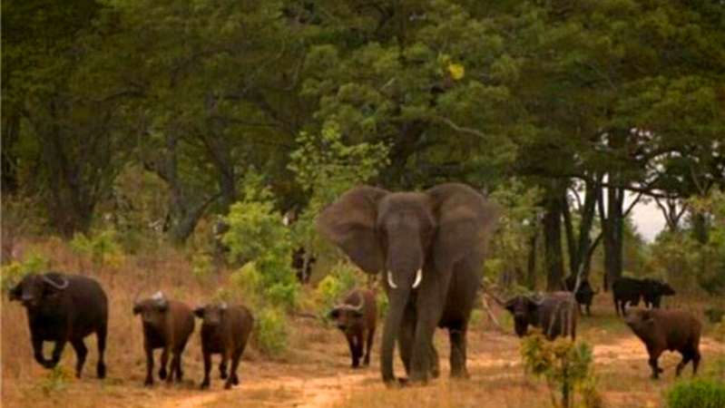 非洲象侵入了野牛群，意外地成为了首领，支配着牛群40多年。