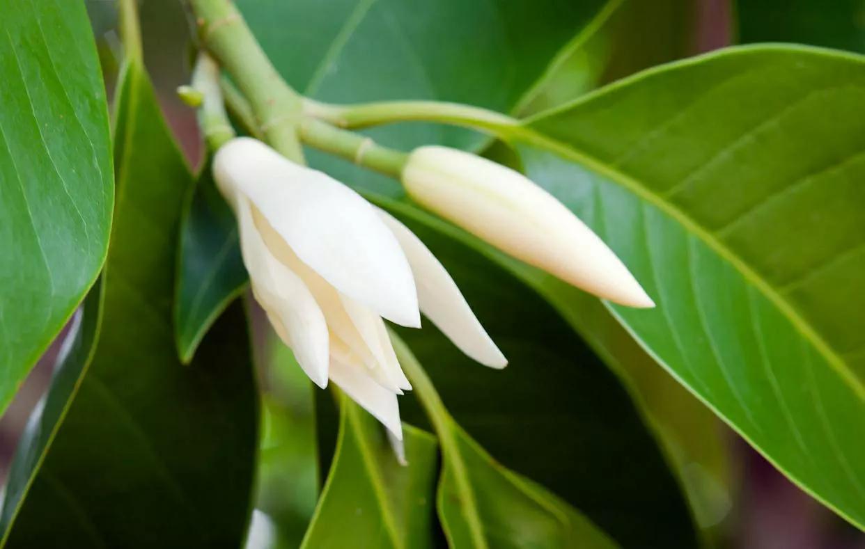 玉兰花花期（正确管理玉兰花的开花时间技巧分享）