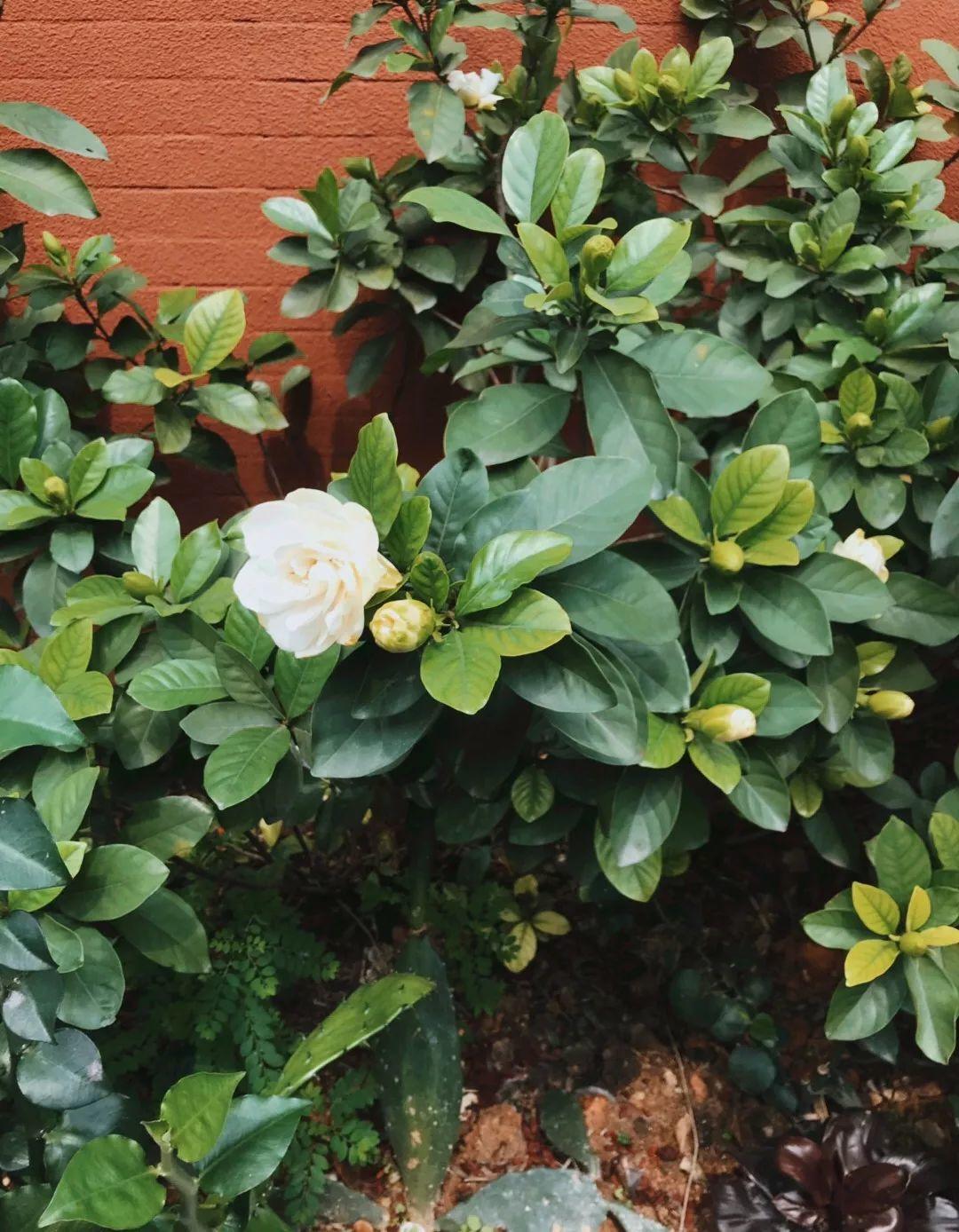 盆里倒一瓶牛奶，虫子全赶跑，叶子油绿发亮还茂盛！