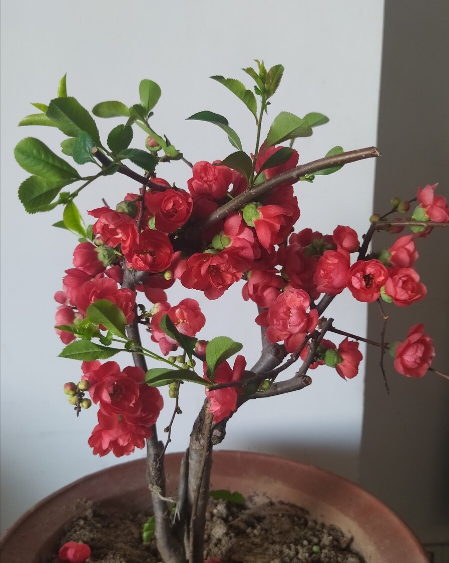 九种“吉祥树”，越老越值钱，越养越“富贵”