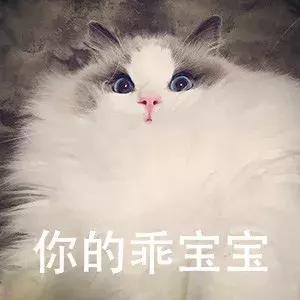 布偶猫价格那么贵合理吗?就算买得起也不一定适合养