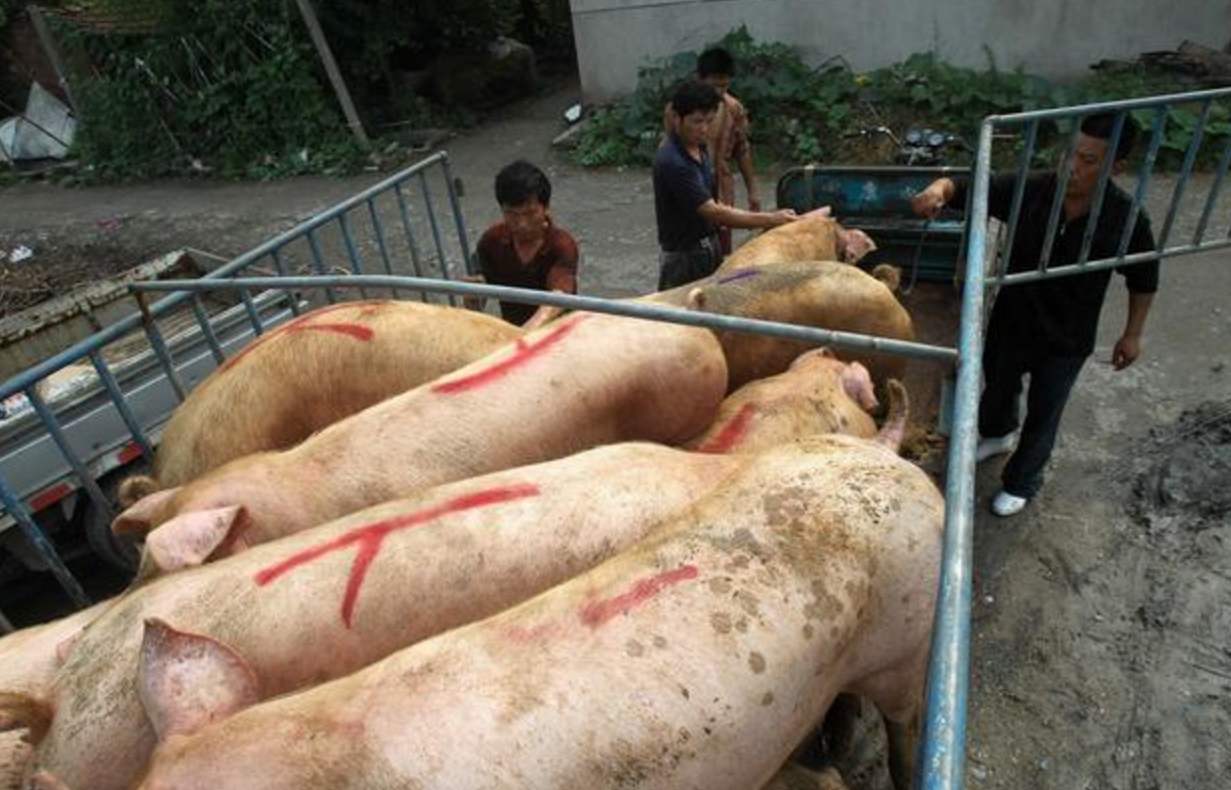 猪肉降价了！全国最新猪价行情出炉，12省猪价跌破17元一斤