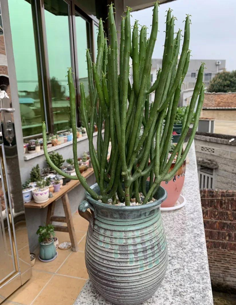 越漂亮的花越“有毒”！快来认识这12种大毒花，涨“知识”不吃亏