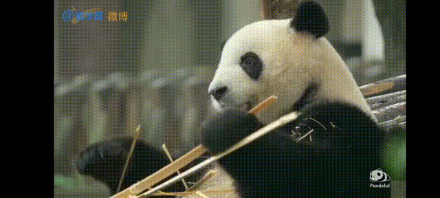 养熊猫读什么专业？来川农大就对了