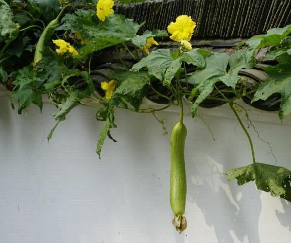 散文随笔:藤蔓缠绕的丝瓜