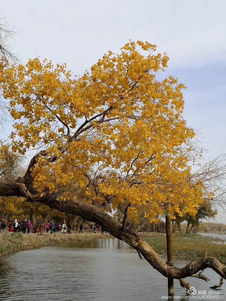 2019西北行｜胡杨：生而千年不死，死而千年不倒，倒而千年不朽