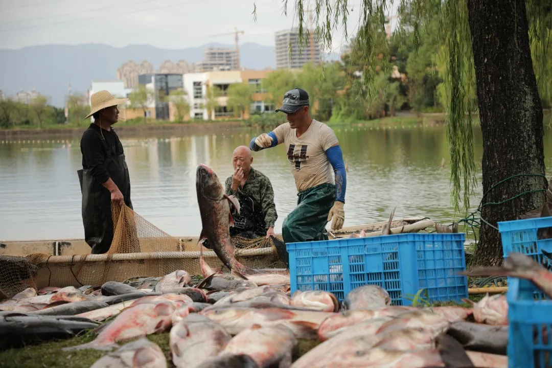金职喊你免费吃鱼啦