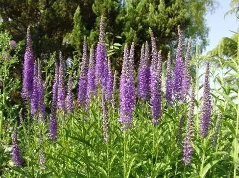 地中海荚蒾简介（做花境设计常用的60种植物介绍）