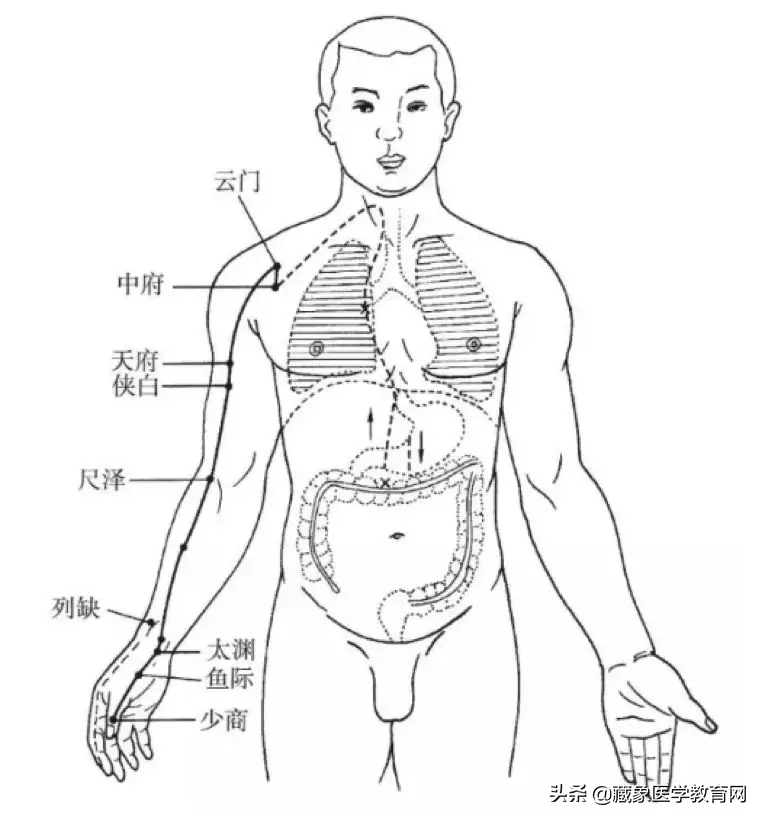 你了解经脉吗？十二经脉的位置、走向规律、交接规律及分布规律