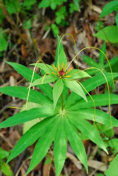 药都樟树的传说(十一)之"七叶一枝花"