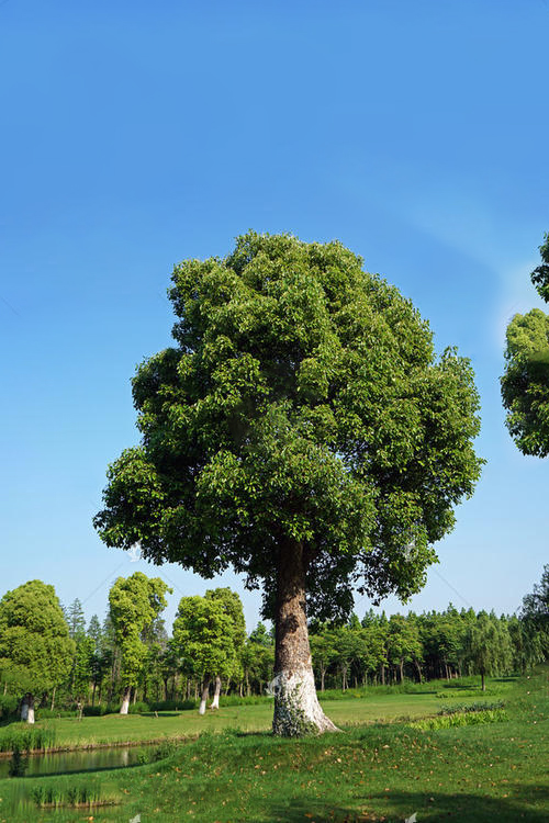 绿化树苗种类大全(园林景观常用绿化树种汇总)