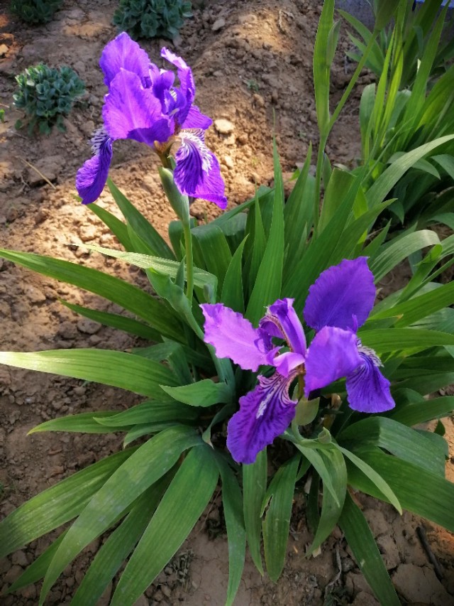 紫色鸢尾花花语是绝望的爱吗（不同颜色鸢尾花花语分享）