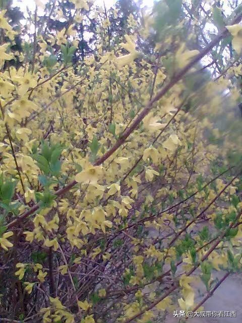 大同医专校园回忆