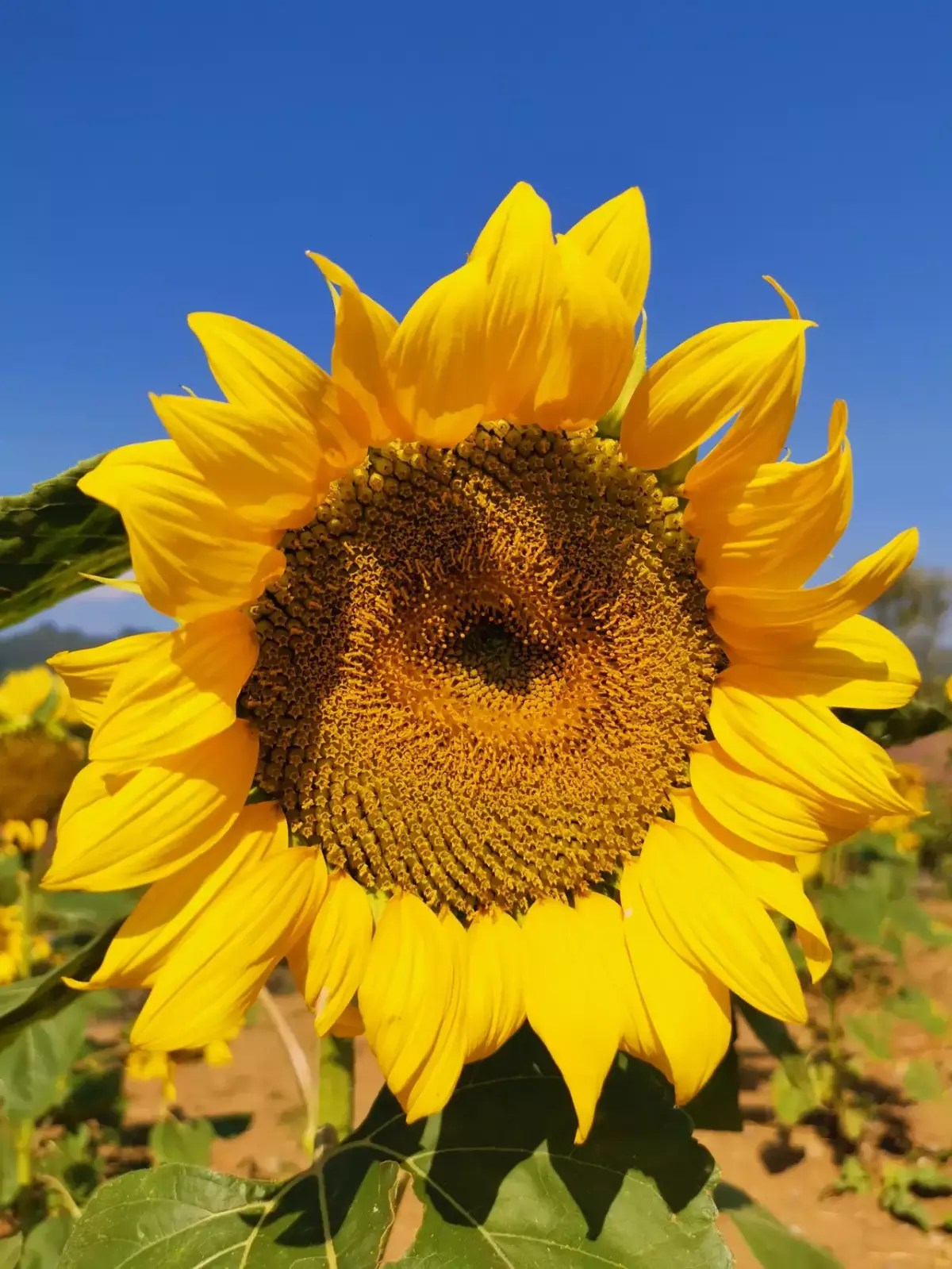 一年生花卉的介绍与图文（盘点7种花一年生植物）