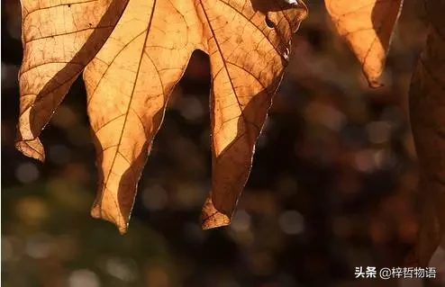 400句林清玄经典语录-收藏级