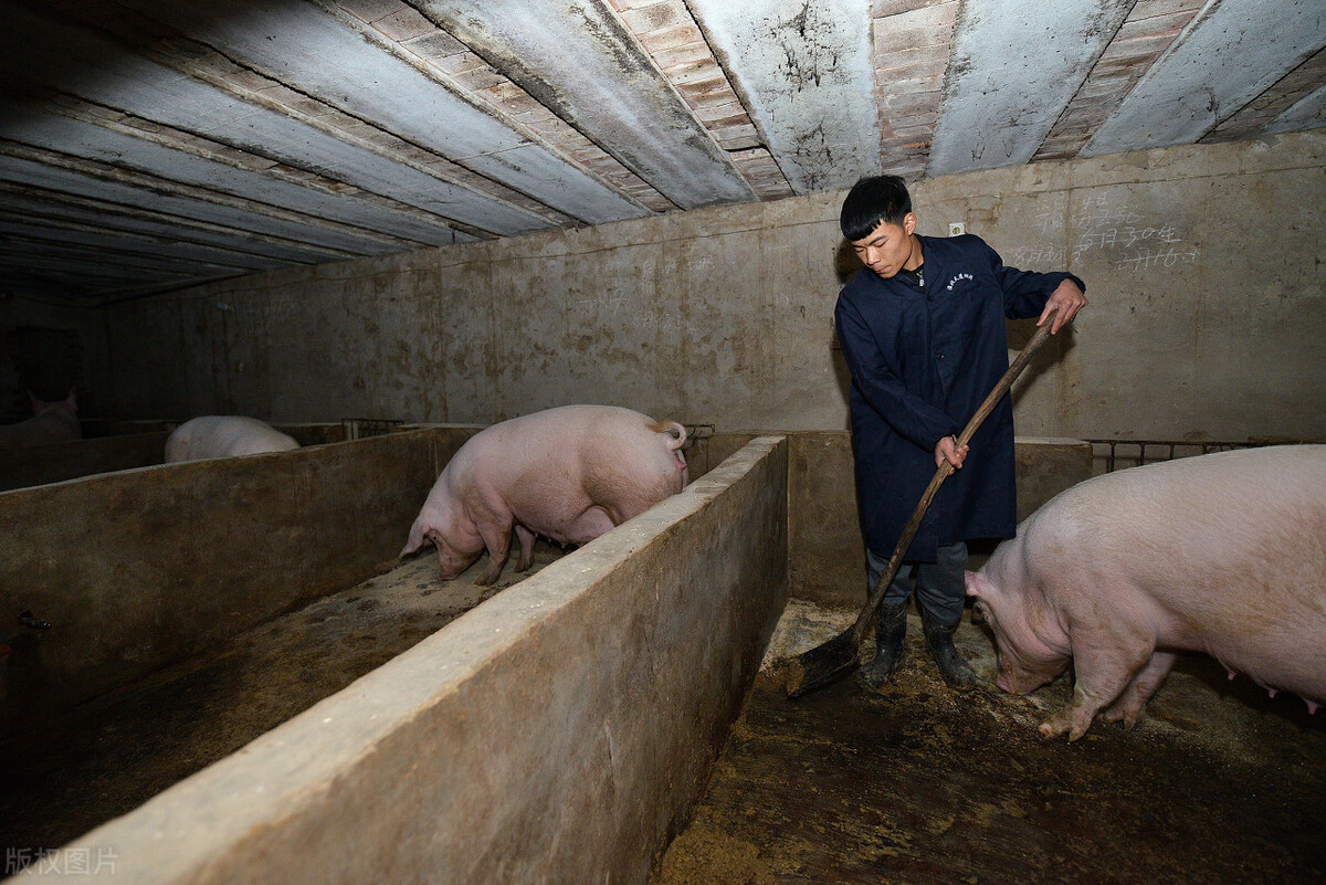 养猪补贴,养猪补贴2022政策