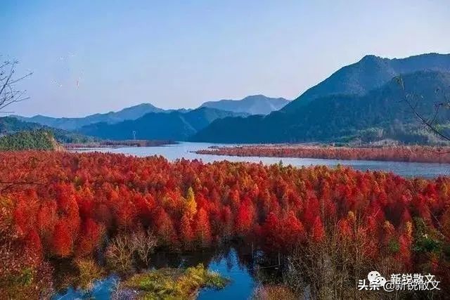 老同学们乘筏穿游水上落羽杉林，用心感悟着山水生出的鲜活文字