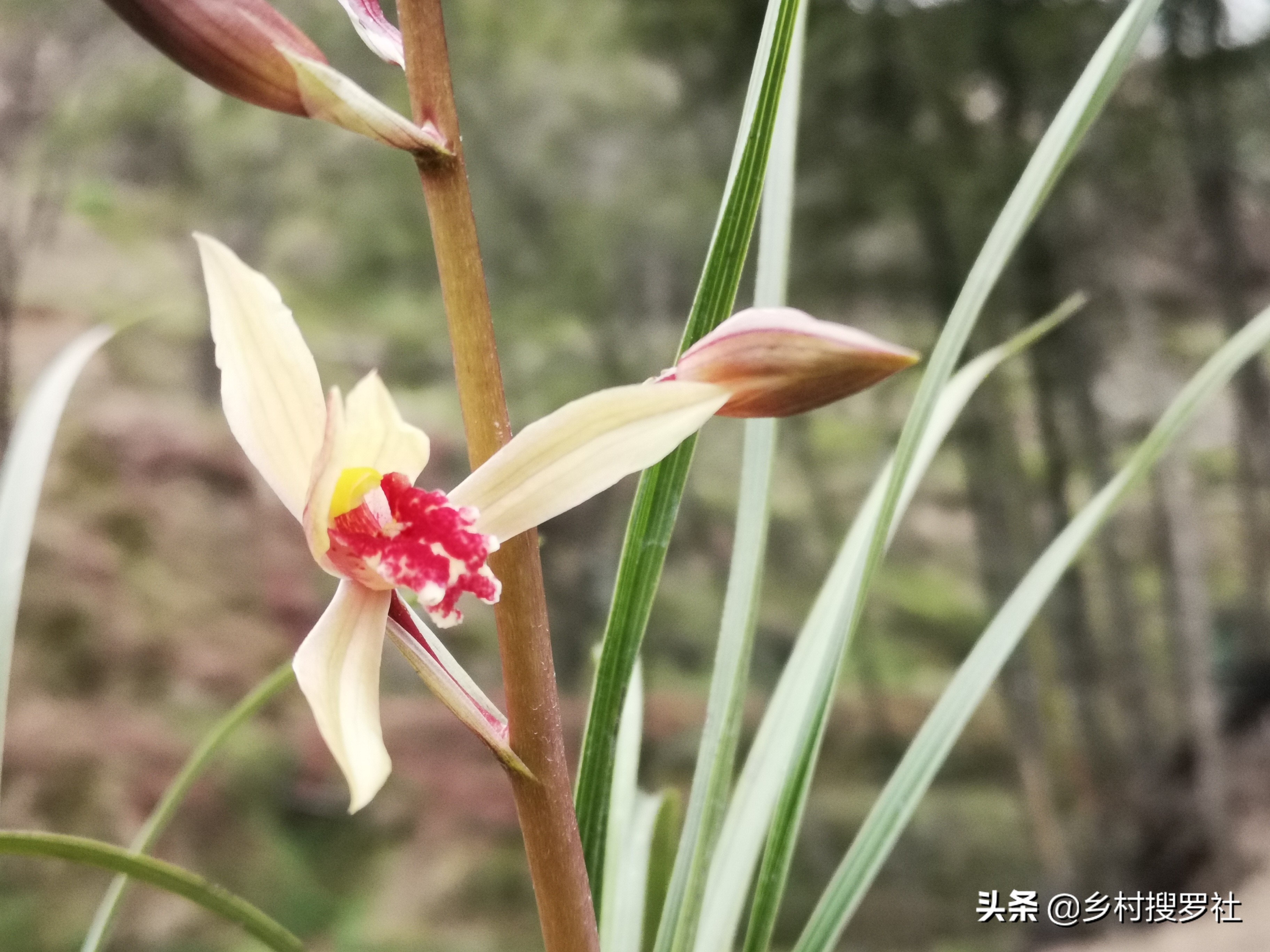 兰花开花的迷信说法(卧室养兰花，花旺人多病？是科学，还是迷信)