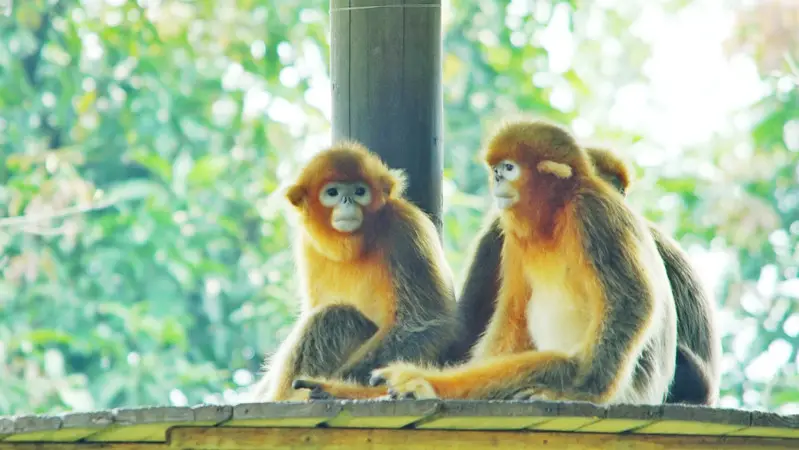长隆欢乐世界旅游攻略景点必去（三天三夜欢乐长隆之旅）