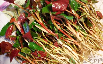 鸡心草的功效与作用(鸡心草图片功效与作用)-我的快乐小窝